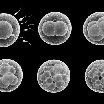 Altri studi confermano che i farmaci mRNA interferiscono con il sistema riproduttivo sia femminile che maschile