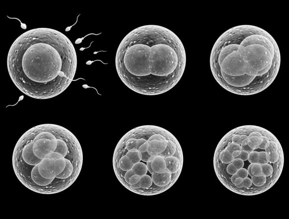 Altri studi confermano che i farmaci mRNA interferiscono con il sistema riproduttivo sia femminile che maschile