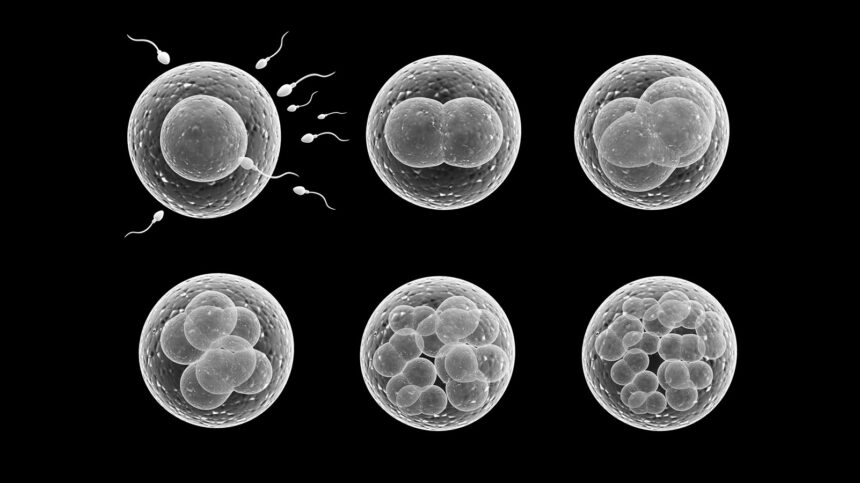 Altri studi confermano che i farmaci mRNA interferiscono con il sistema riproduttivo sia femminile che maschile