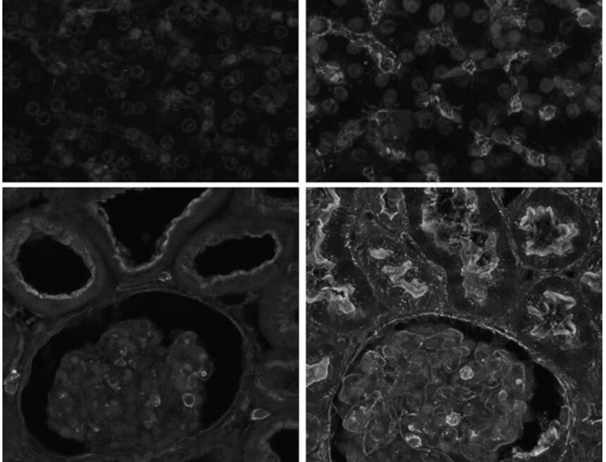 restore_cellular_processes Ricercatori di Yale riattivano le funzioni cellulari di un mammifero ore dopo la sua morte