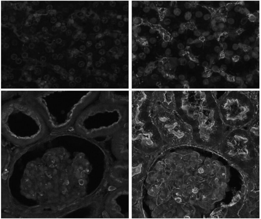 Ricercatori di Yale riattivano le funzioni cellulari di un mammifero ore dopo la sua morte